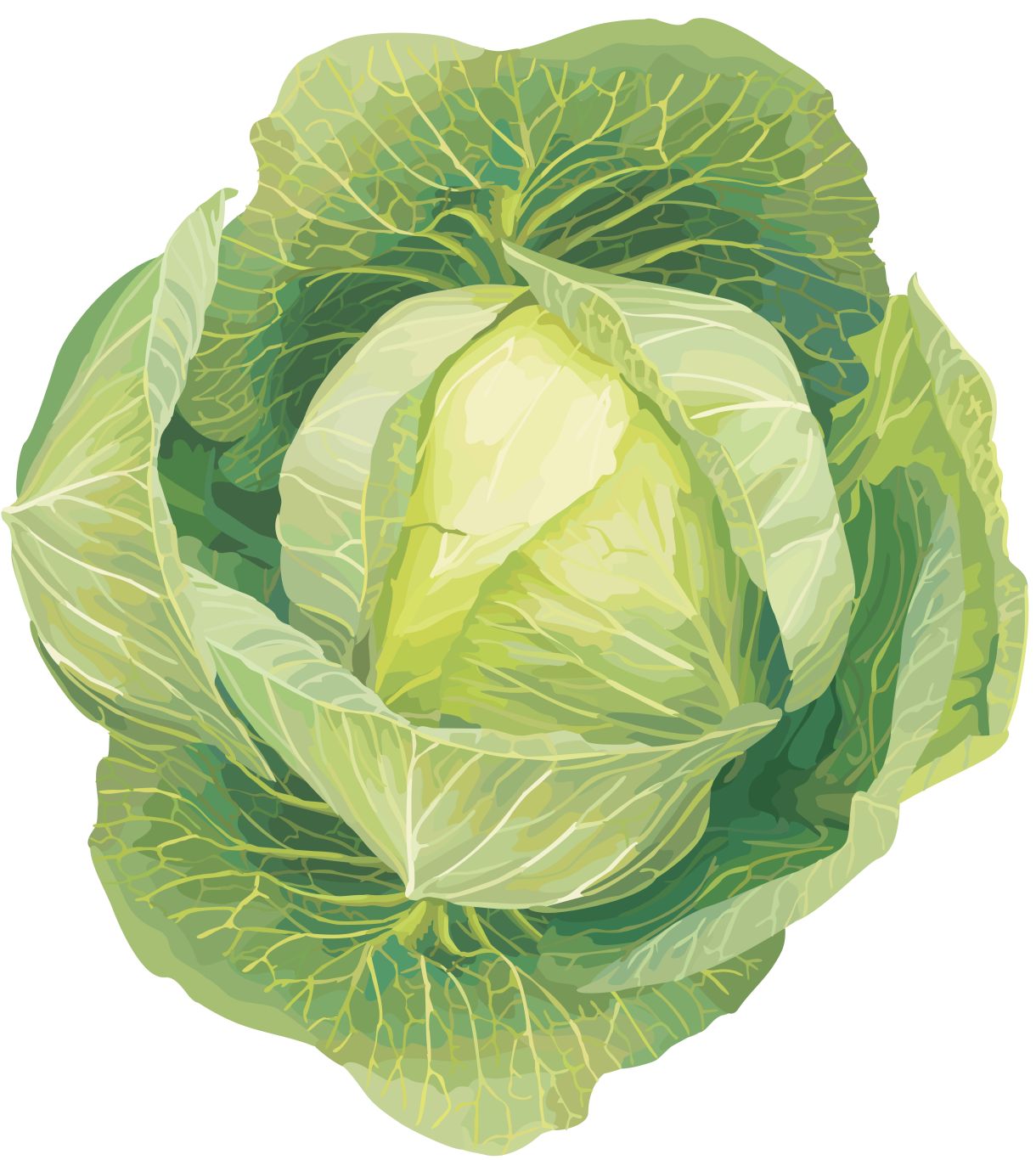 Cabbage PNG    图片编号:99113