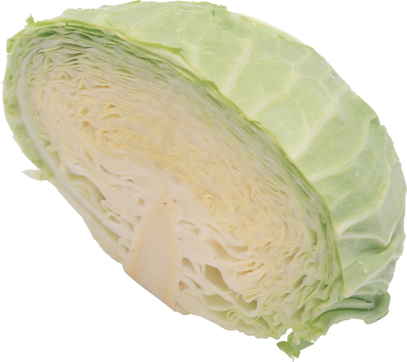 Cabbage PNG    图片编号:99117