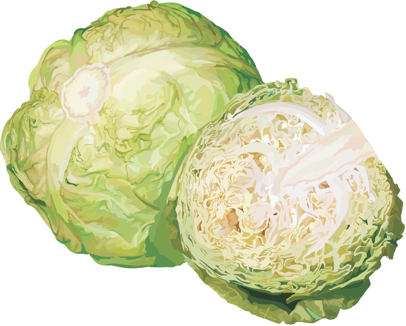 Cabbage PNG    图片编号:99120