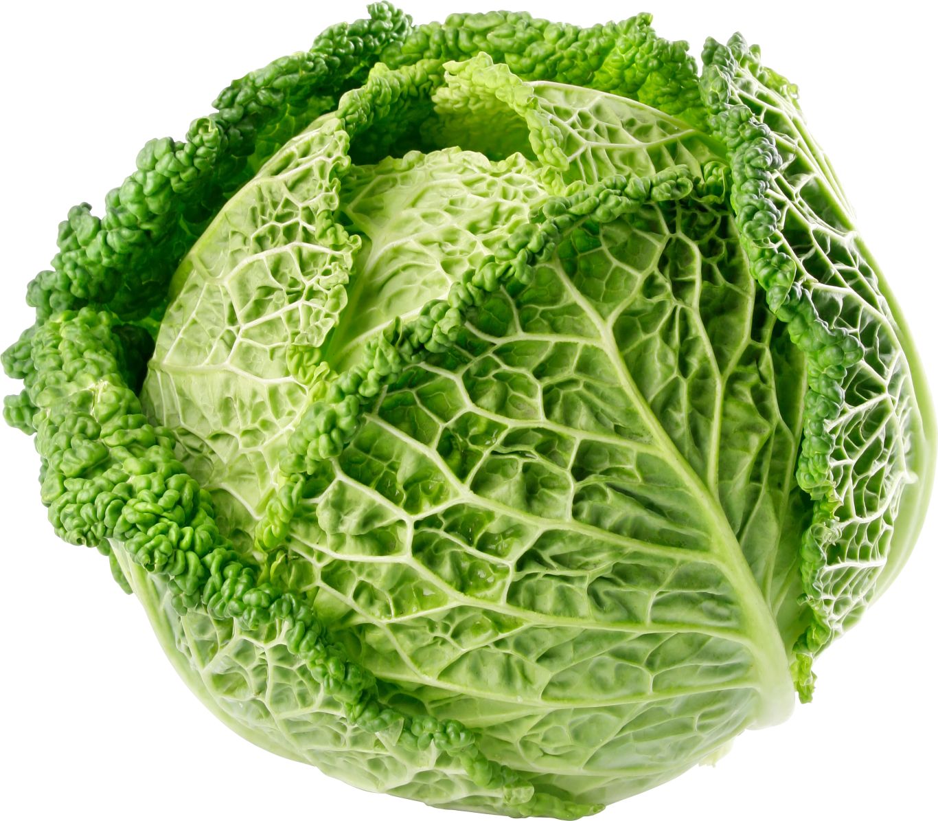 Cabbage PNG    图片编号:99122