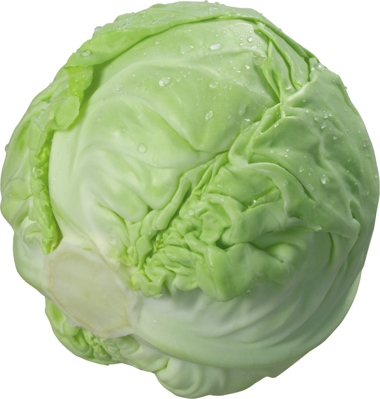 Cabbage PNG    图片编号:99123