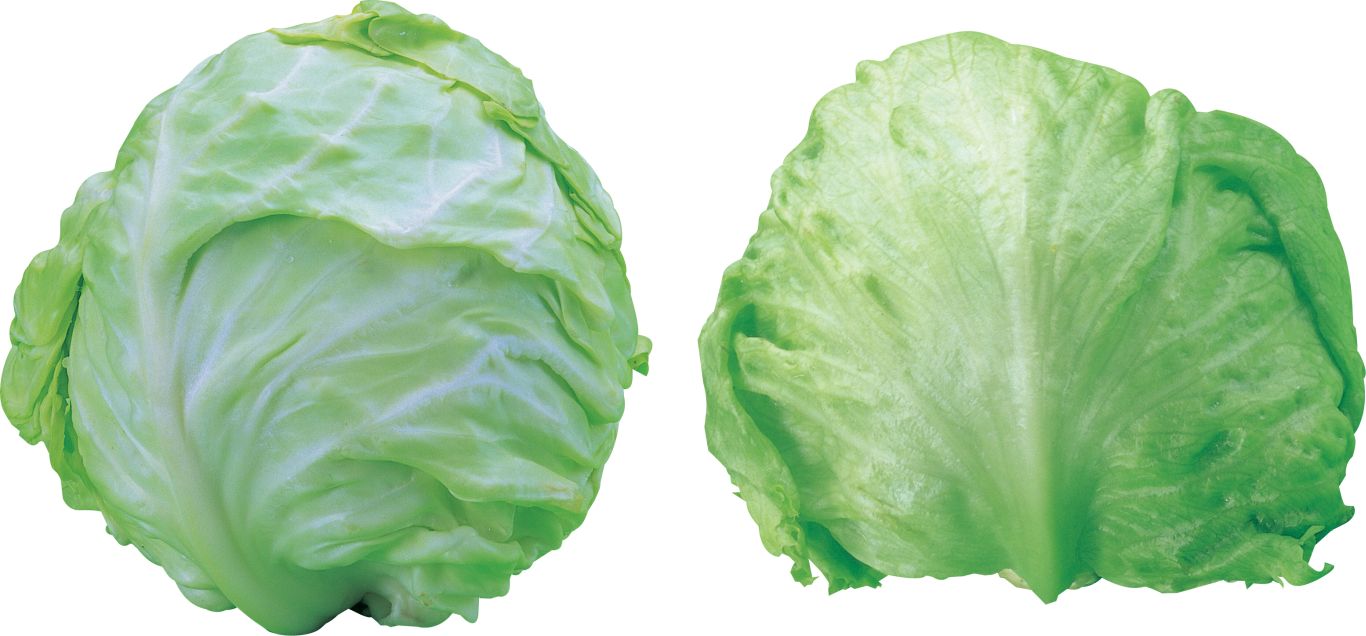 Cabbage PNG    图片编号:99124