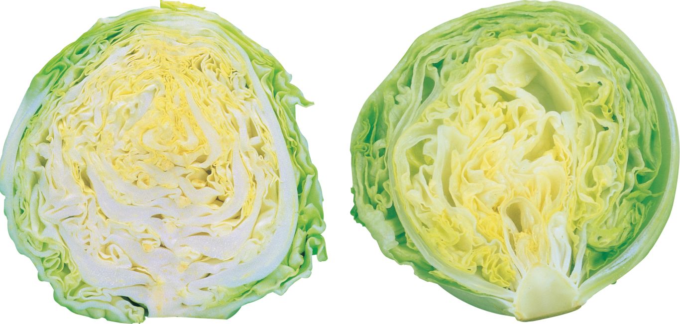 Cabbage PNG    图片编号:99127