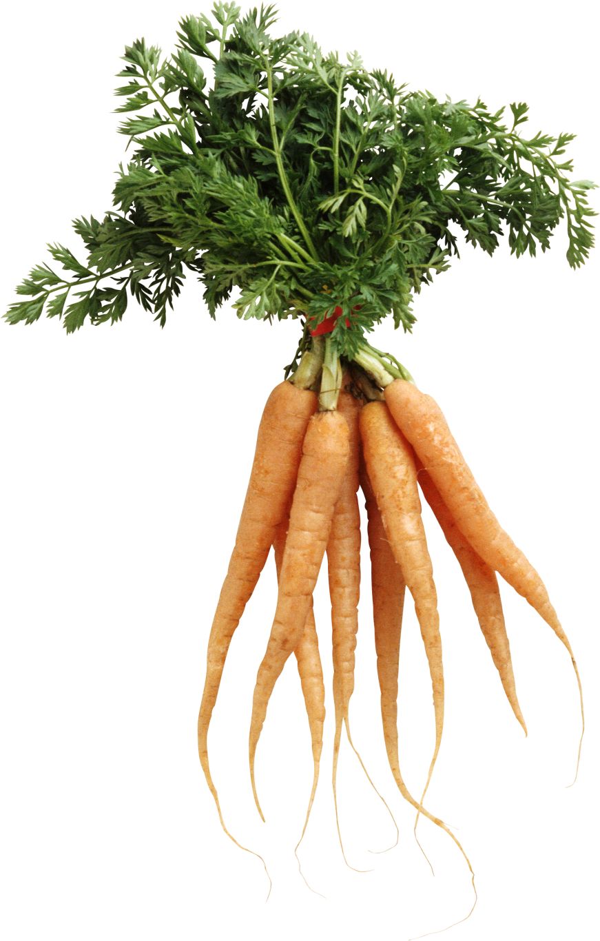 Carrot PNG image    图片编号:4971