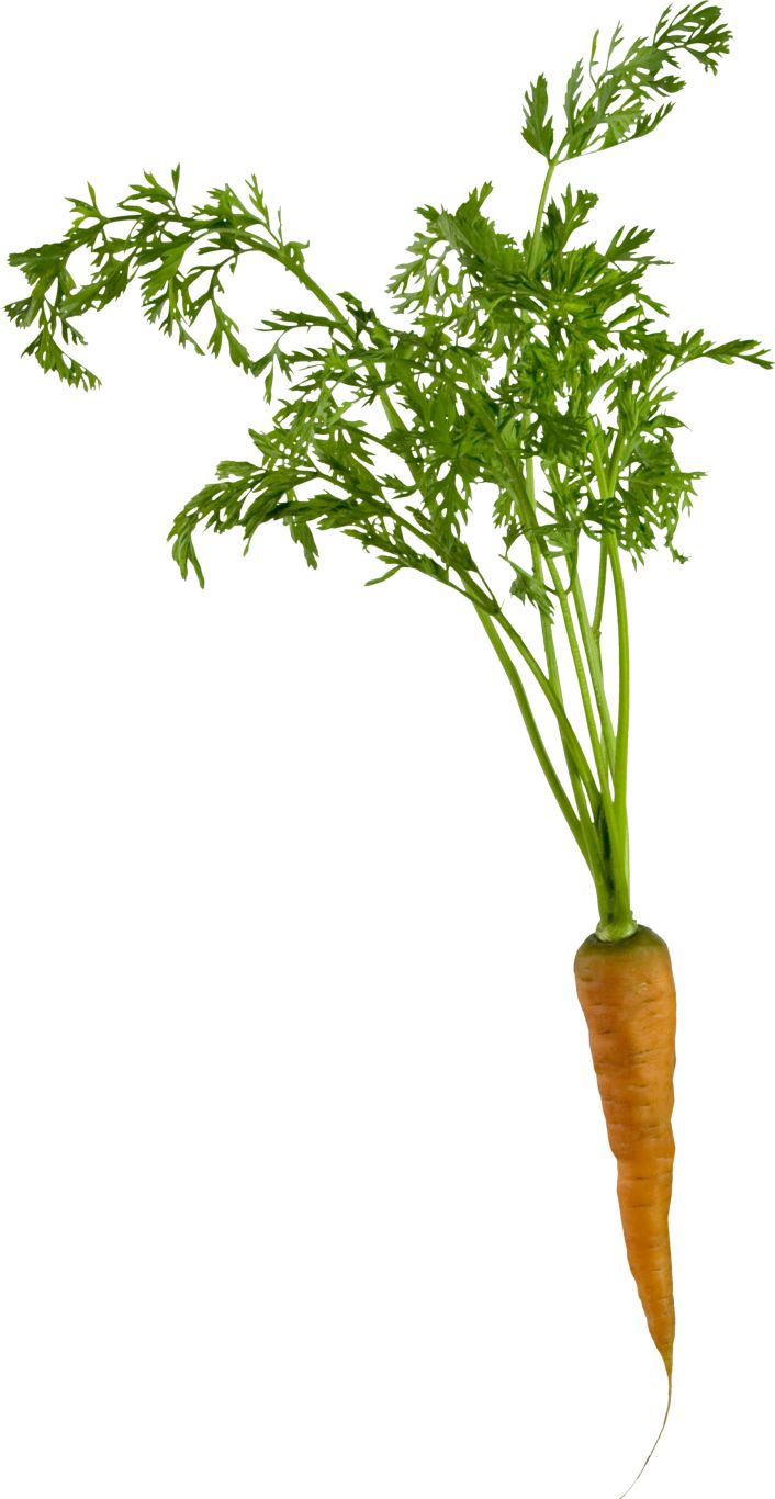 Carrot PNG image    图片编号:4975