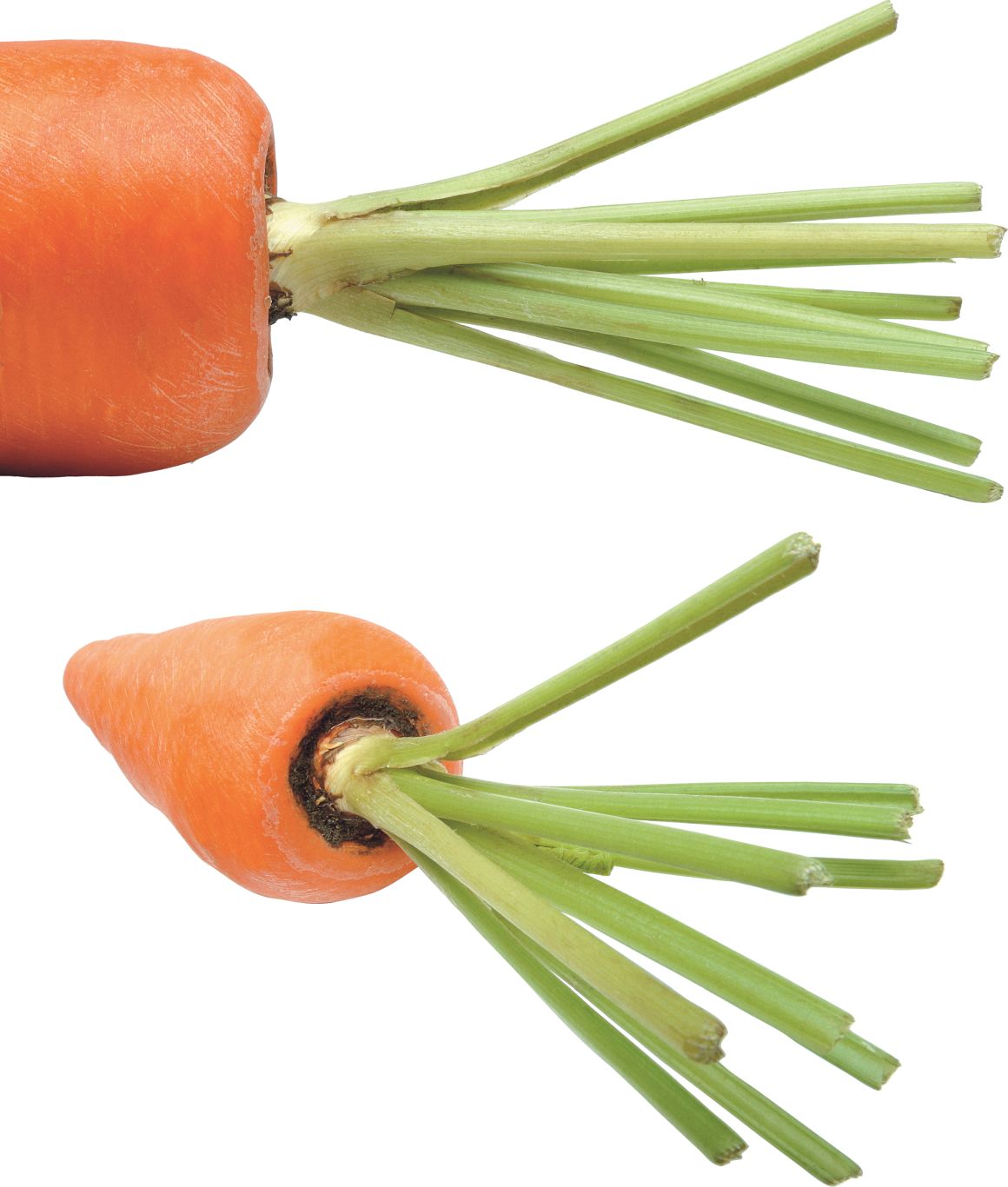 Carrot PNG image    图片编号:4979