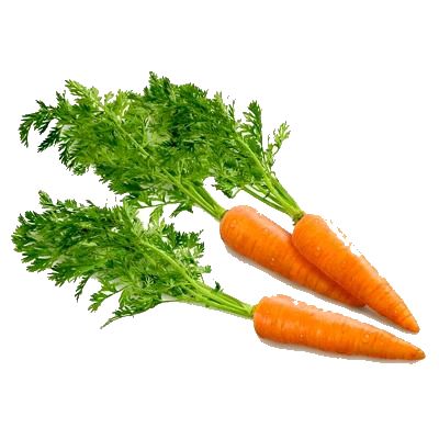Carrot PNG image    图片编号:4984