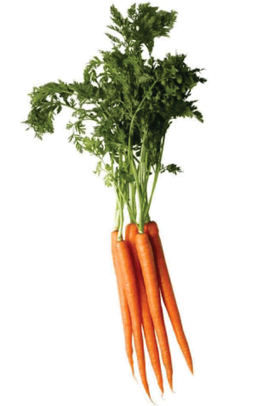 Carrot PNG image    图片编号:4988
