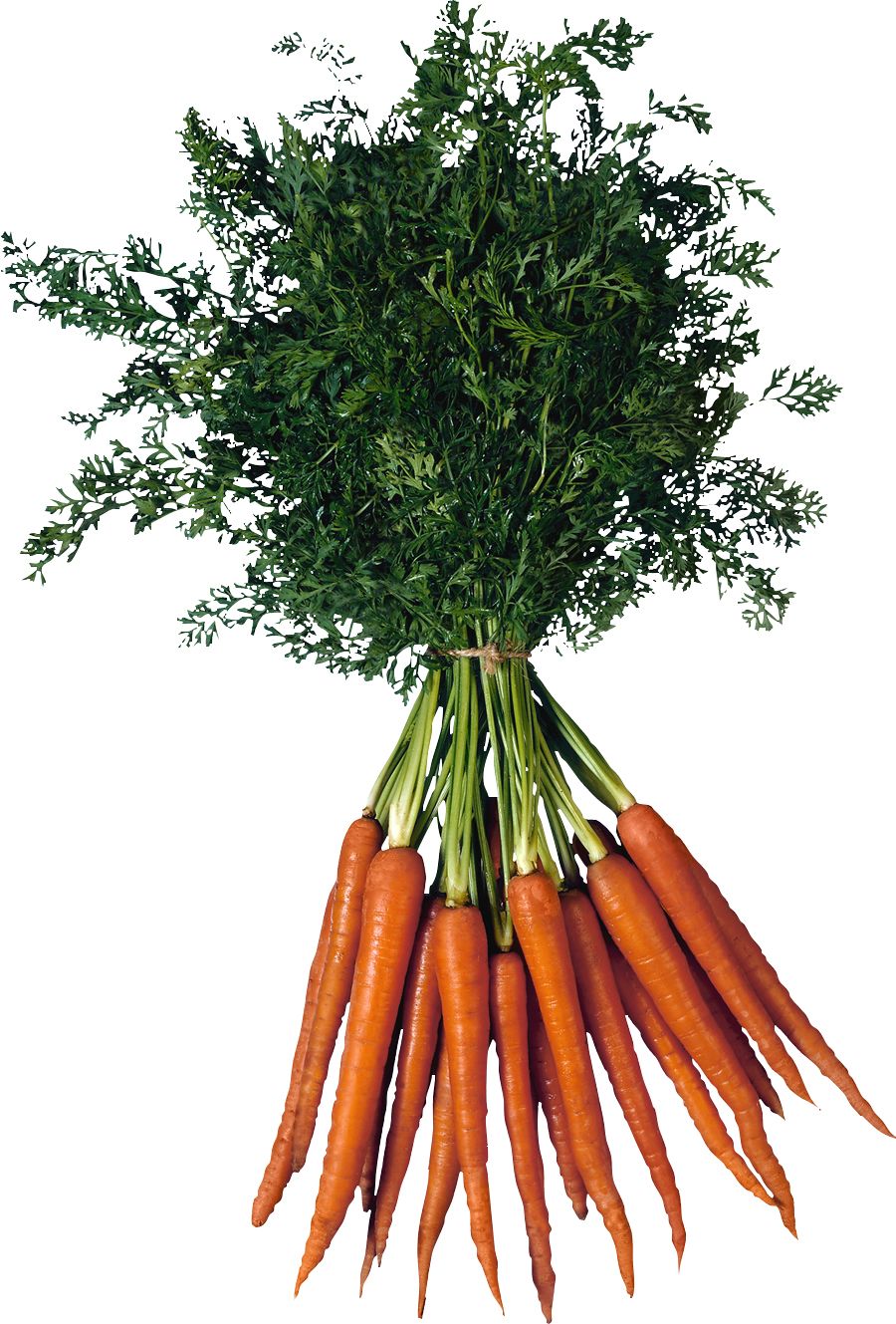 Carrot PNG image    图片编号:4994