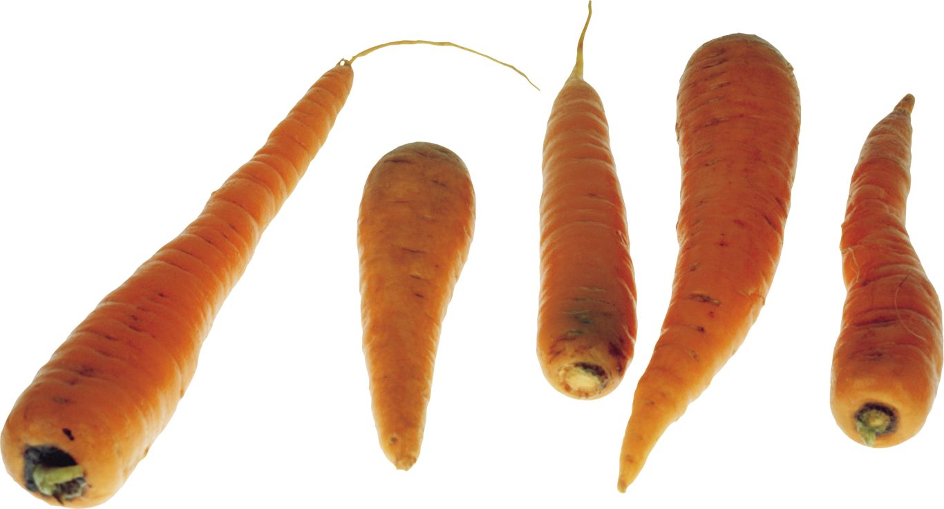 Carrots PNG image    图片编号:4995