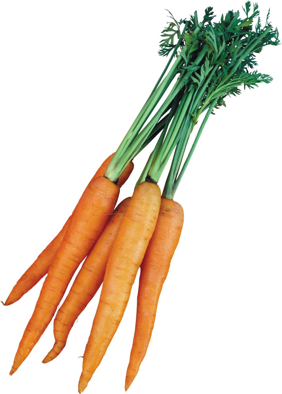 Carrot PNG    图片编号:99131