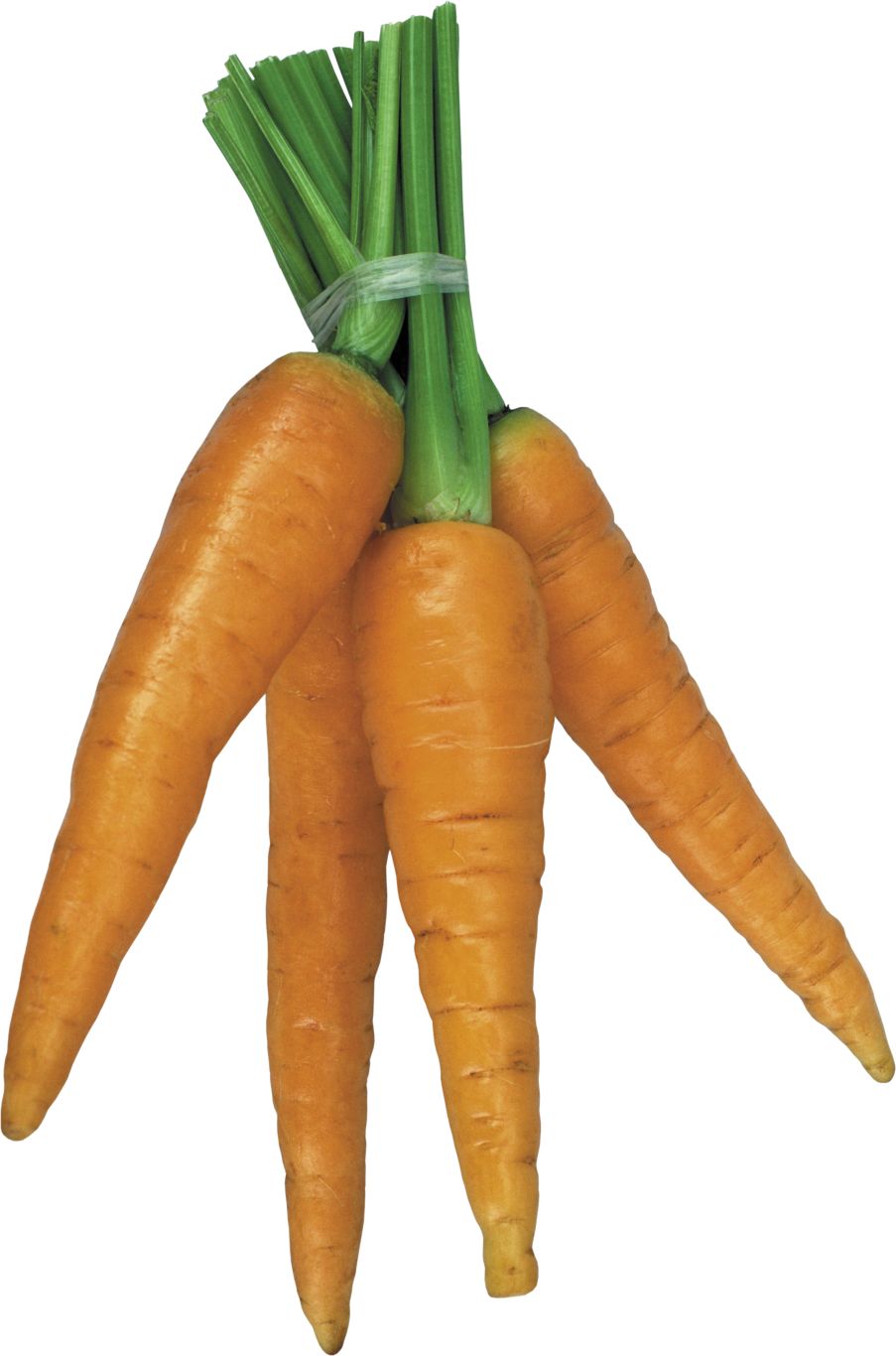 Carrot PNG    图片编号:99132