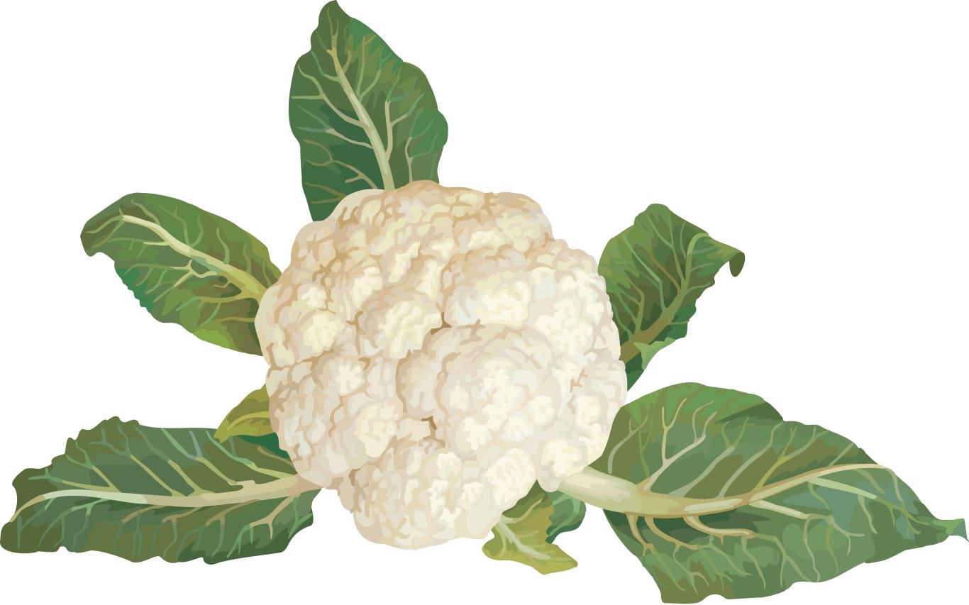 Cauliflower PNG    图片编号:12687