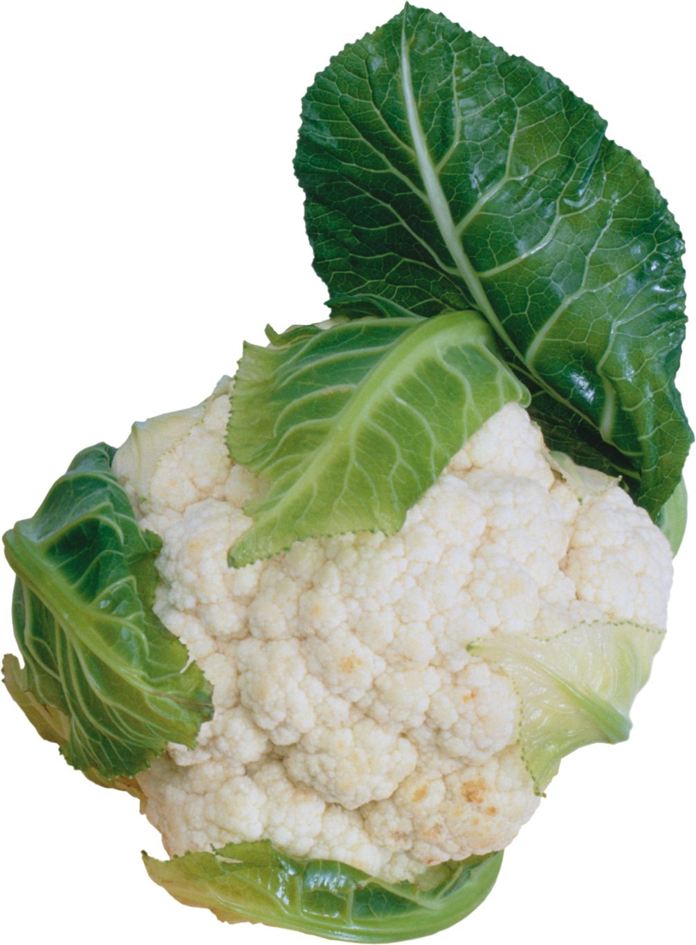 Cauliflower PNG    图片编号:99315