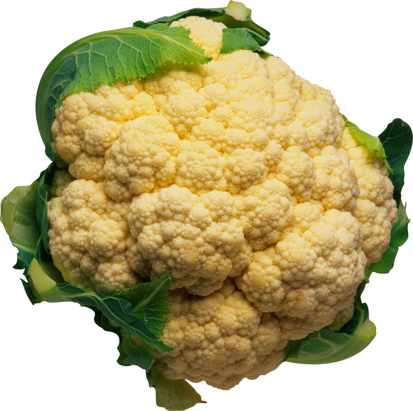 Cauliflower PNG    图片编号:99316