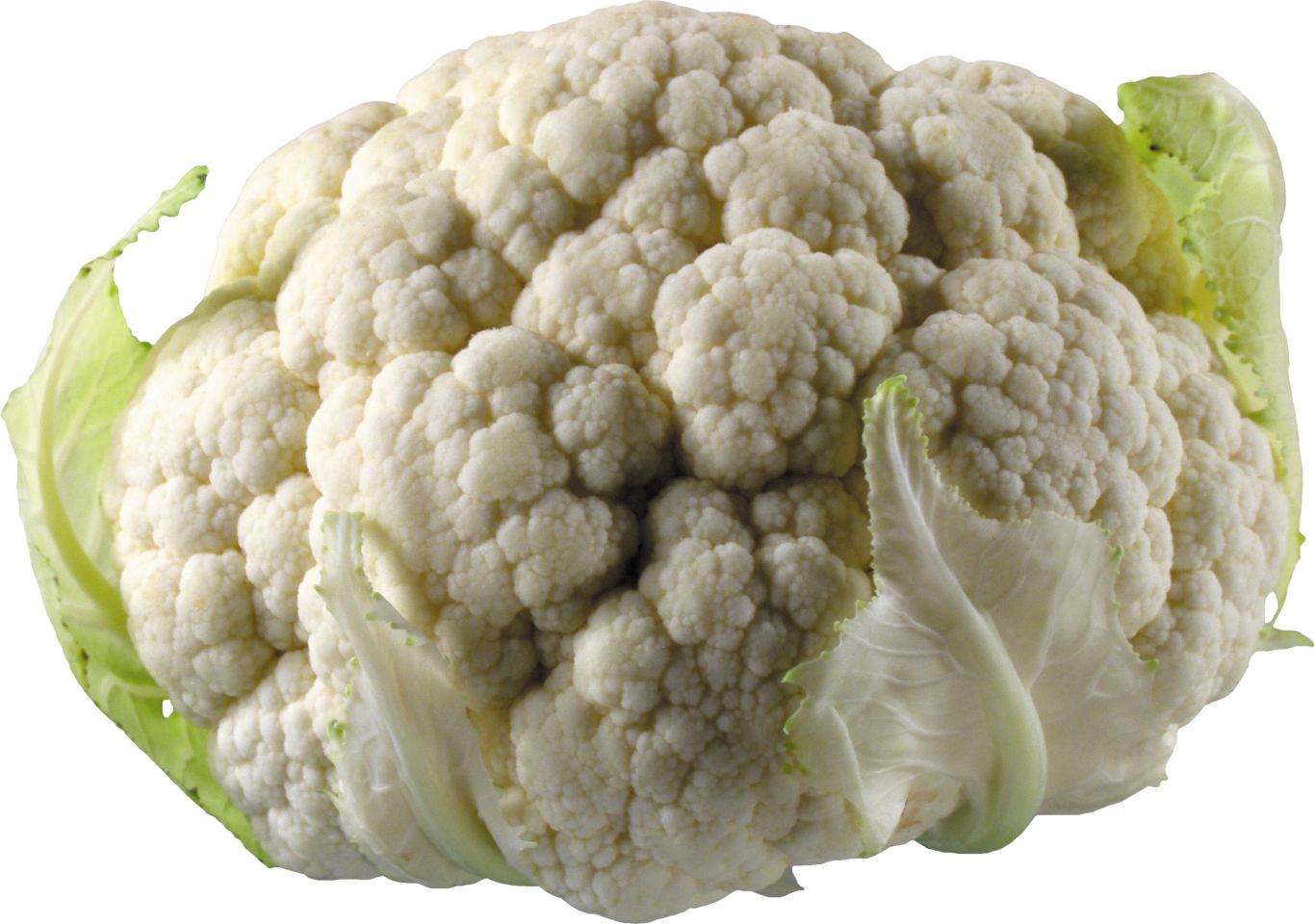 Cauliflower PNG    图片编号:99320