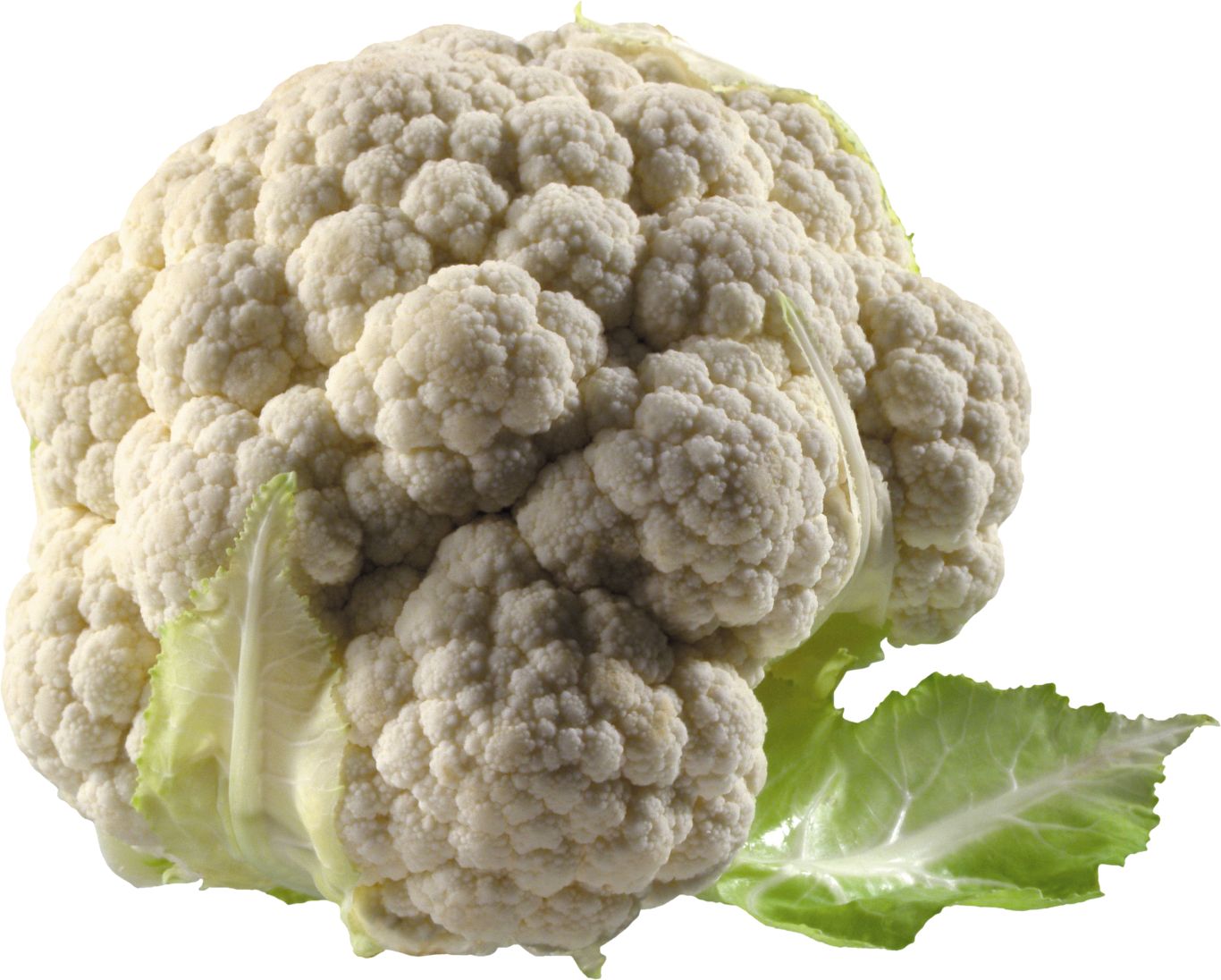 Cauliflower PNG    图片编号:99322