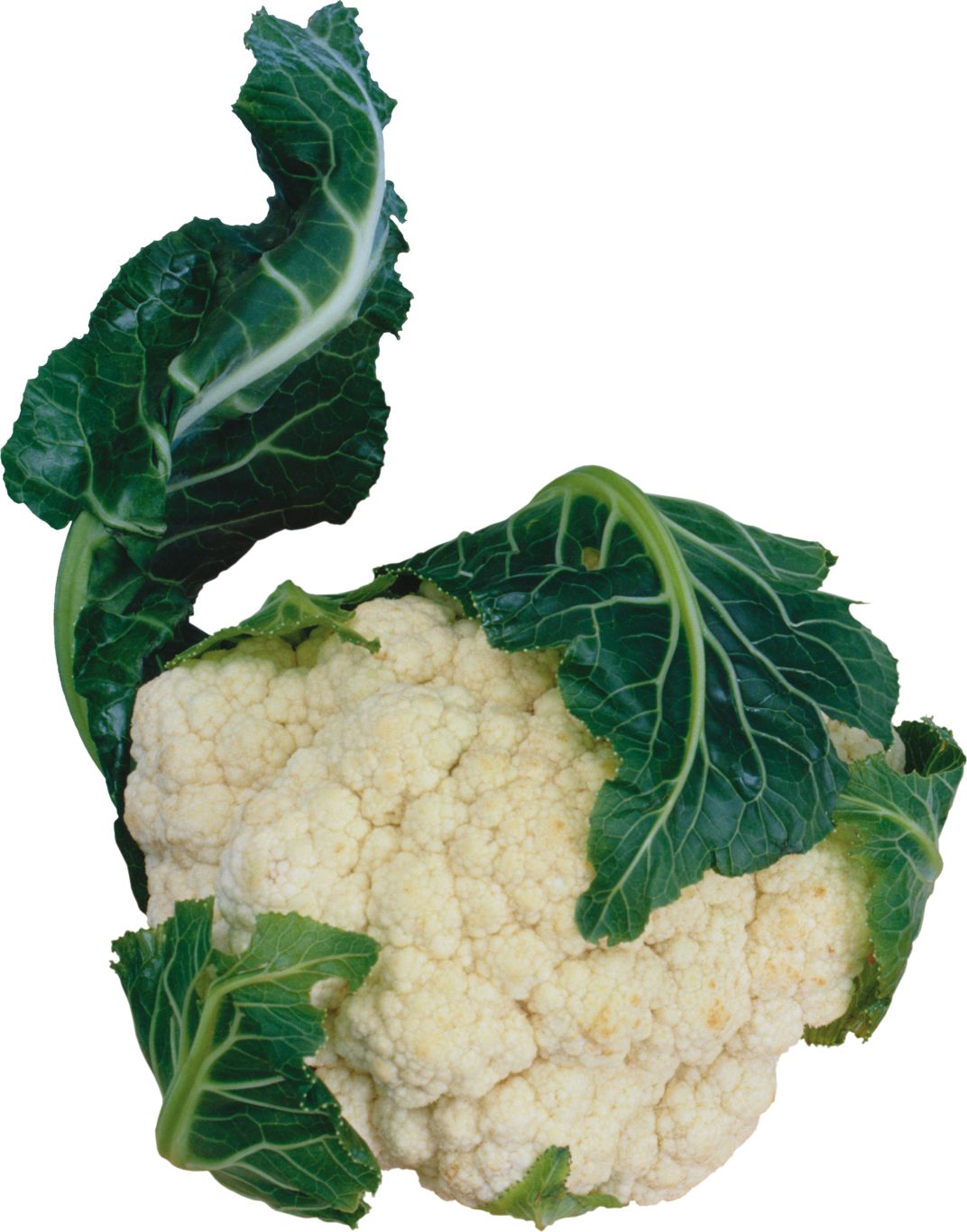 Cauliflower PNG    图片编号:99329