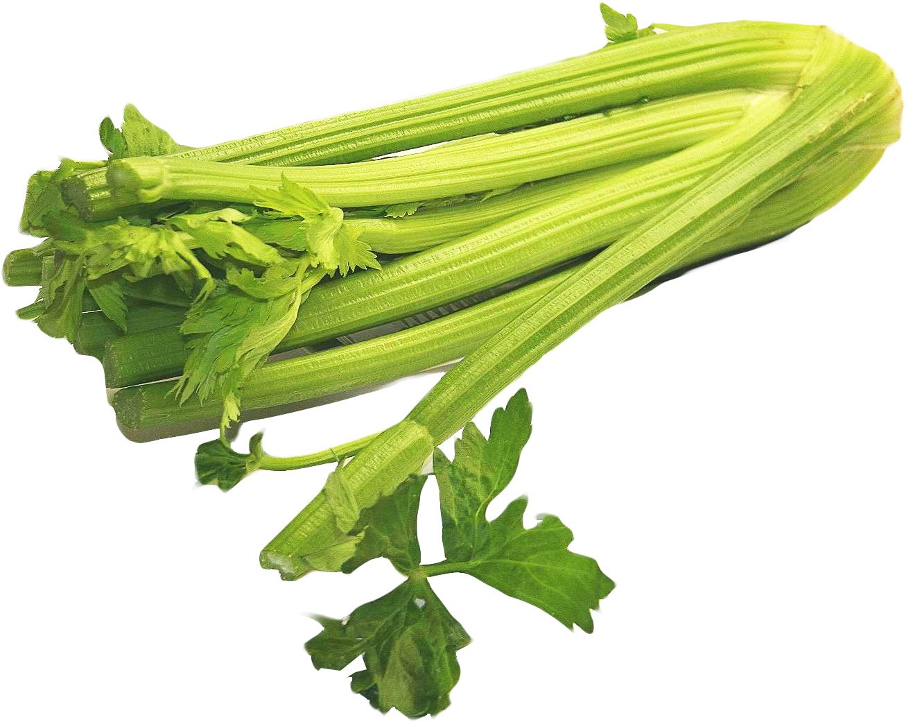 Celery PNG    图片编号:104951