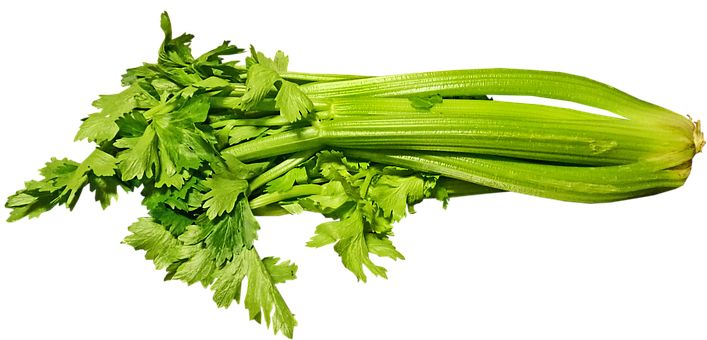 Celery PNG    图片编号:104961