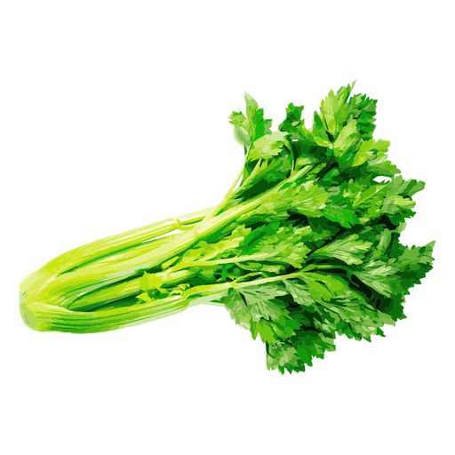 Celery PNG    图片编号:104962