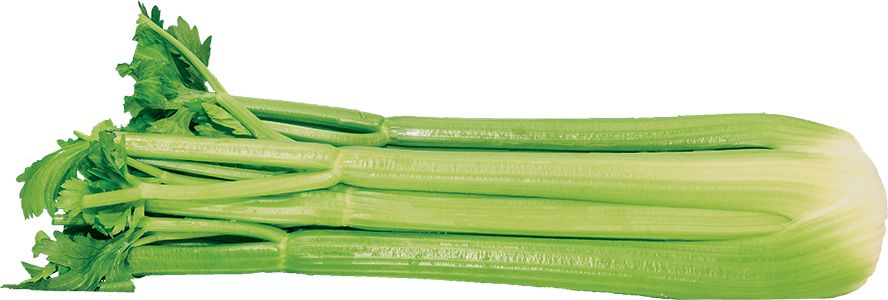 Celery PNG    图片编号:104973