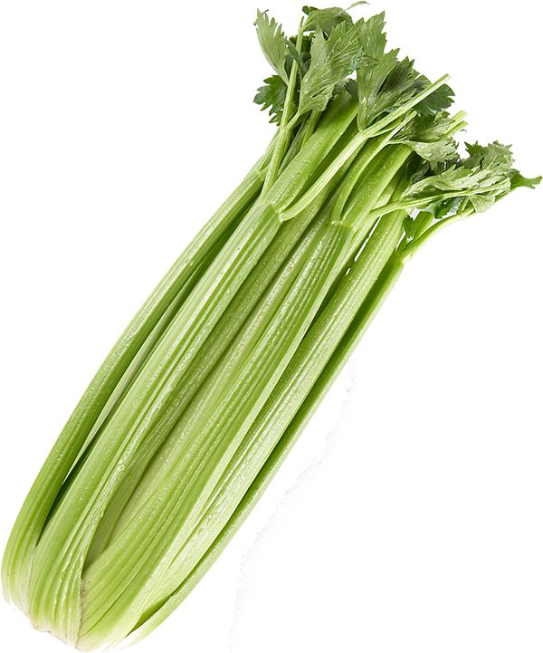 Celery PNG    图片编号:104974