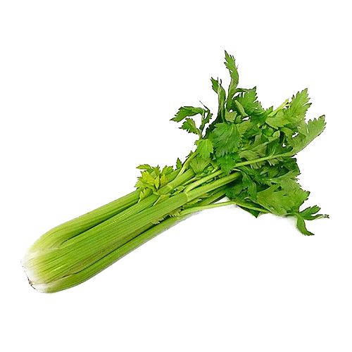 Celery PNG    图片编号:104976
