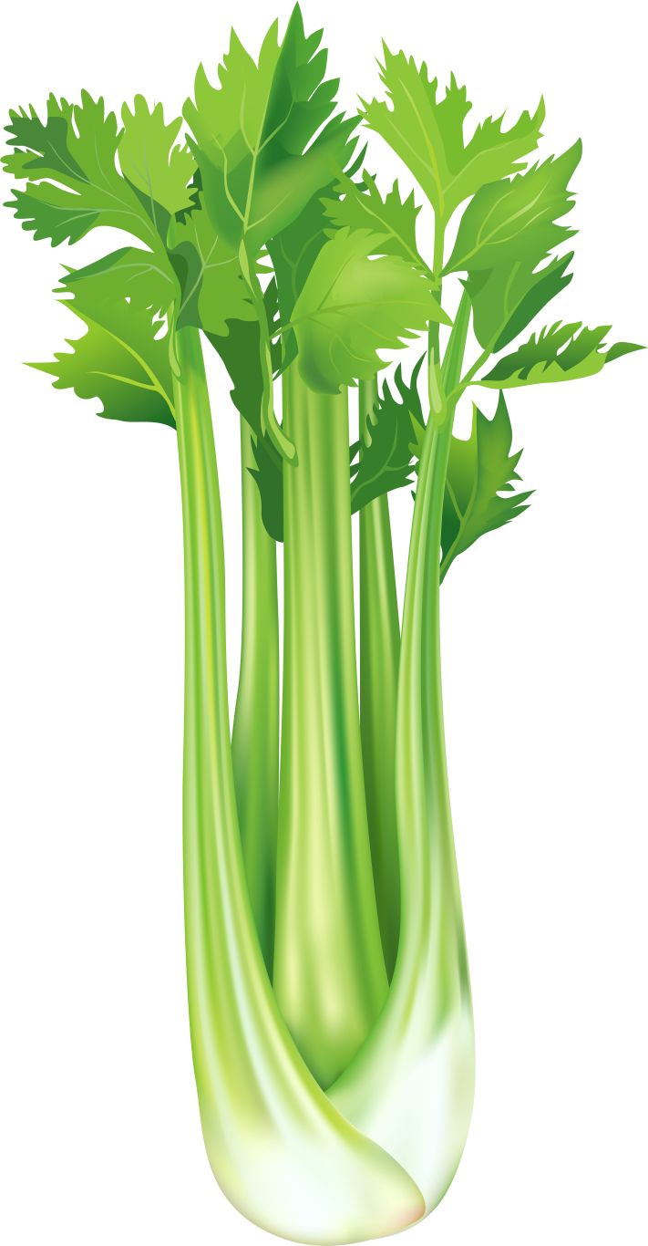 Celery PNG    图片编号:104979