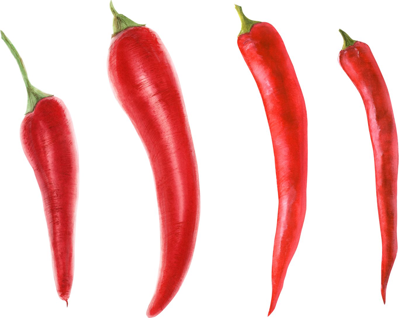 Chili pepper PNG    图片编号:104008