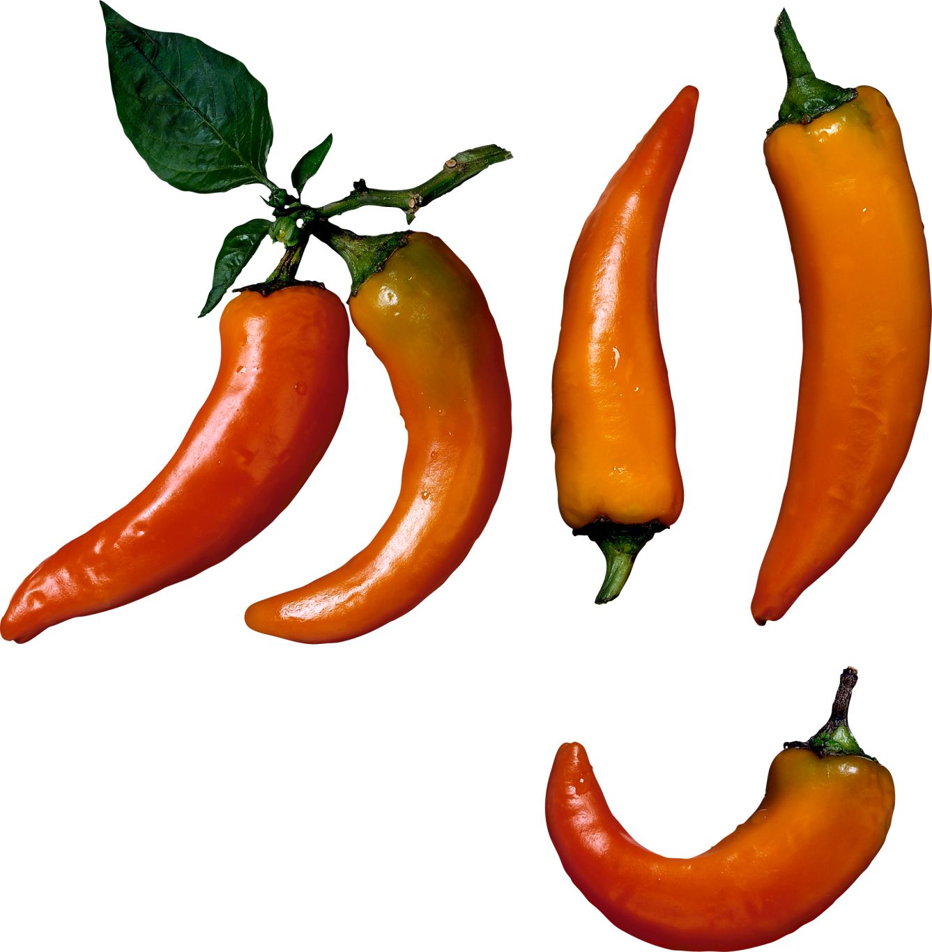 Chili pepper PNG    图片编号:104015