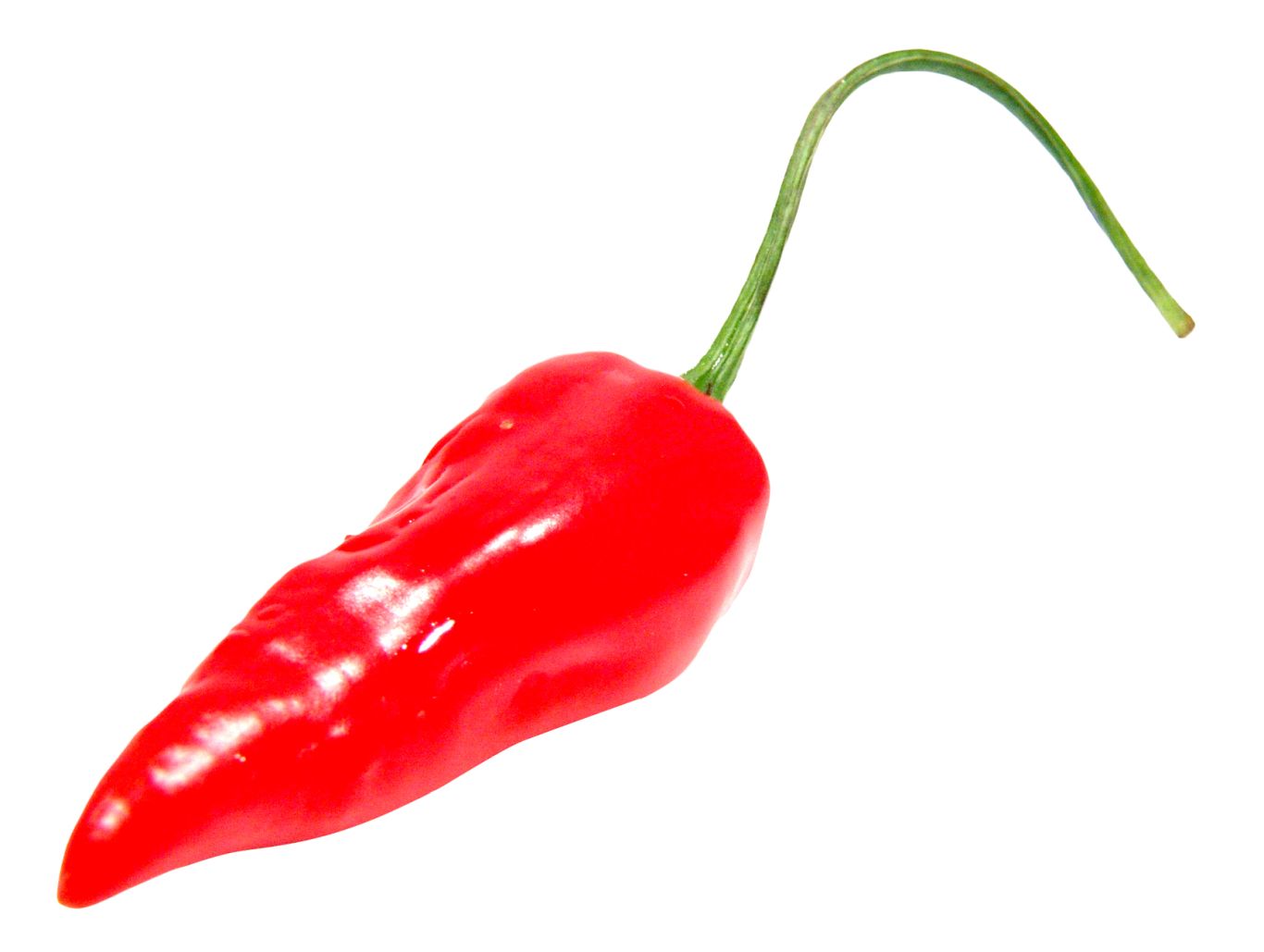 Chili pepper PNG    图片编号:104016