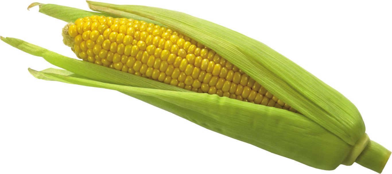 Corn PNG image    图片编号:5261