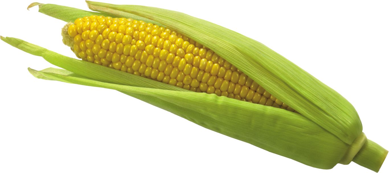 Corn PNG image    图片编号:5262