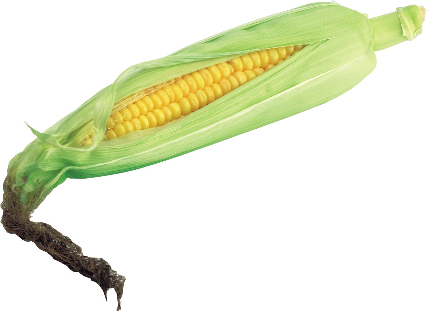 Corn PNG image    图片编号:5263