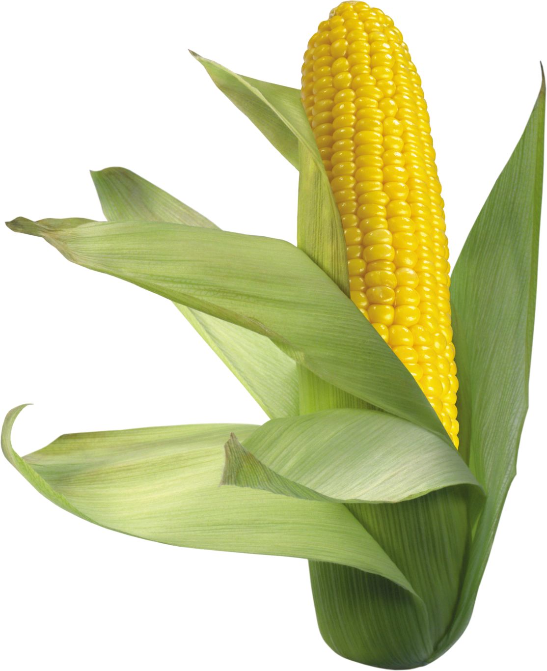 Corn PNG image    图片编号:5267