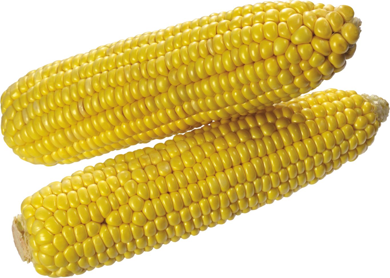 Corn PNG image    图片编号:5270