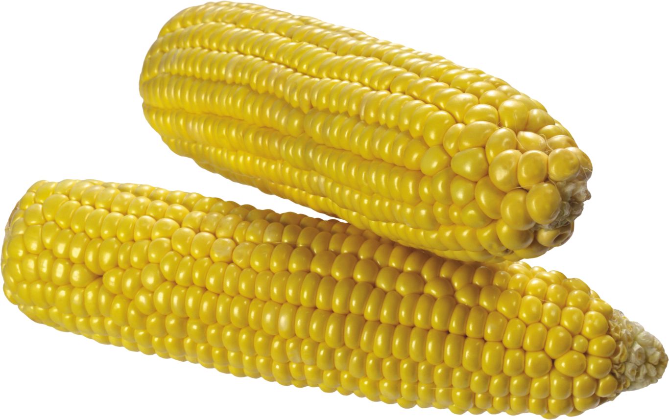 Corn PNG image    图片编号:5271