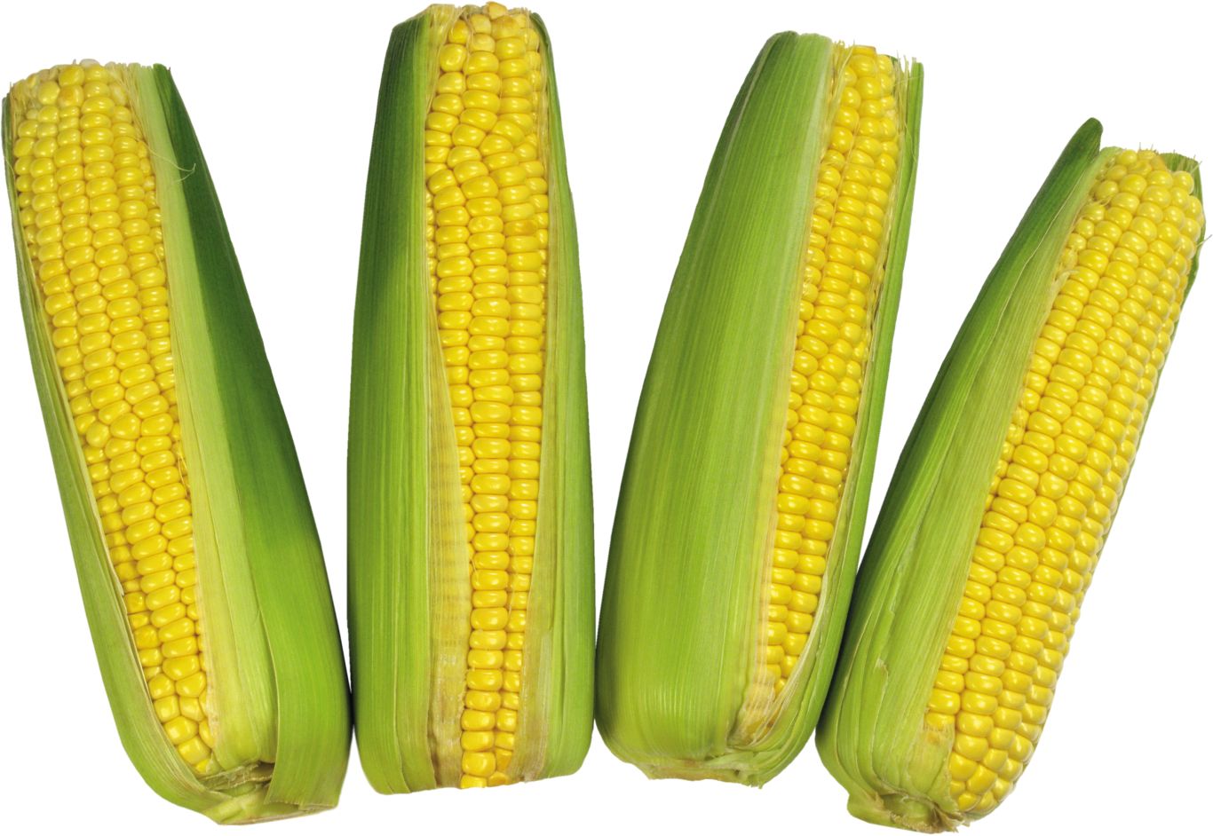 Corn PNG image    图片编号:5274