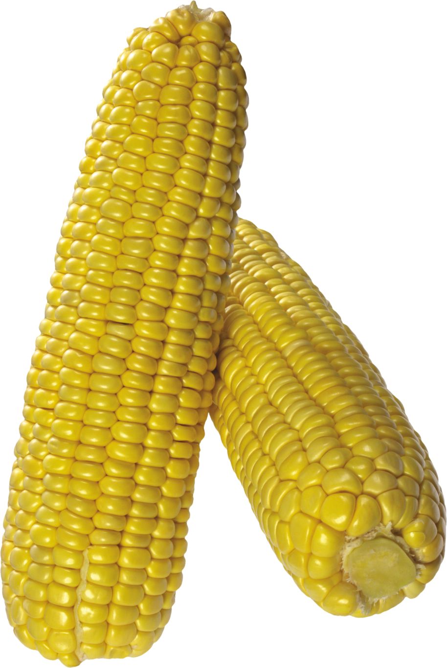 Corn PNG image    图片编号:5276