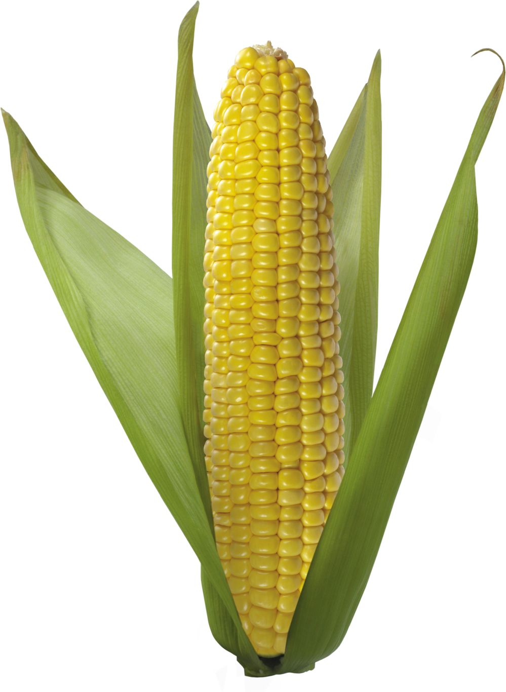 Corn PNG image    图片编号:5277