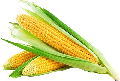 Corn PNG image    图片编号:5284