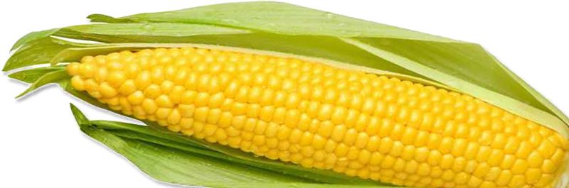 Corn PNG image    图片编号:5285