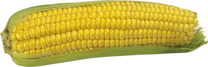 Corn PNG image    图片编号:5286