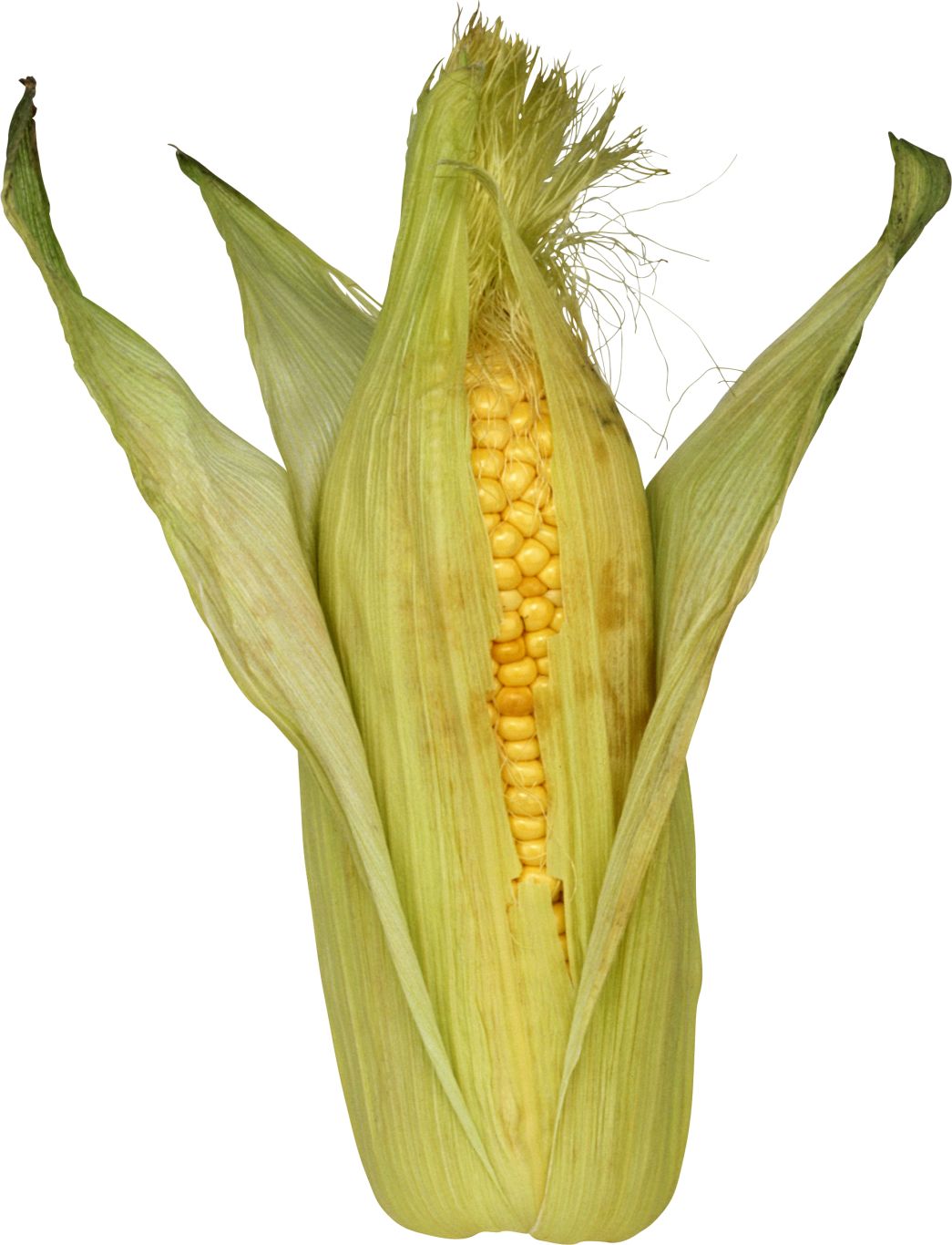 Corn PNG image    图片编号:5289