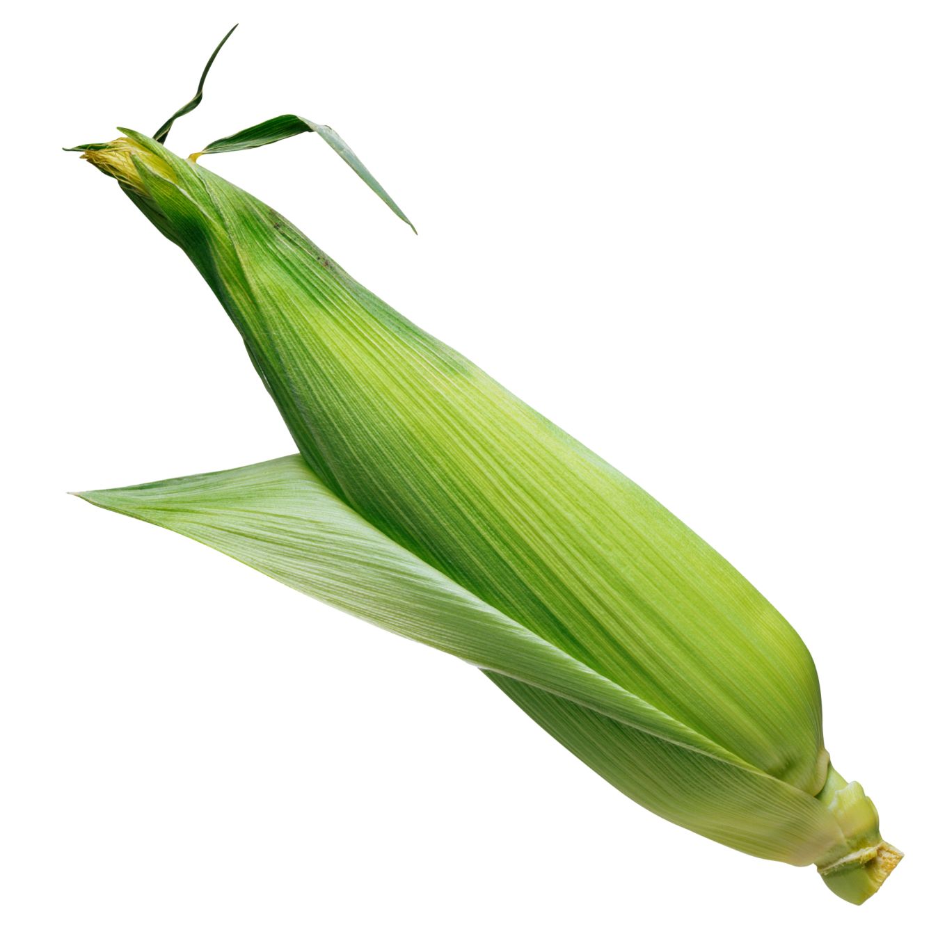 Corn PNG image    图片编号:5290