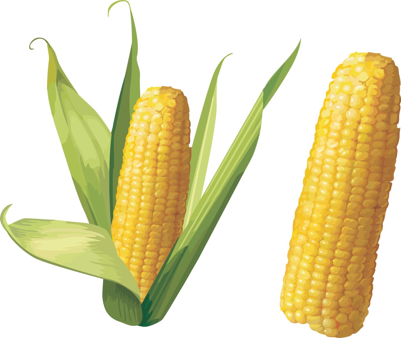 Corn PNG image    图片编号:5291