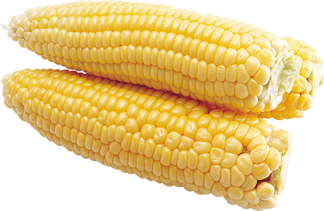Corn PNG image    图片编号:5292