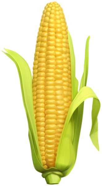 Corn PNG    图片编号:98629