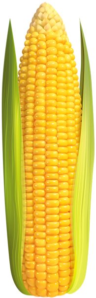 Corn PNG    图片编号:98630